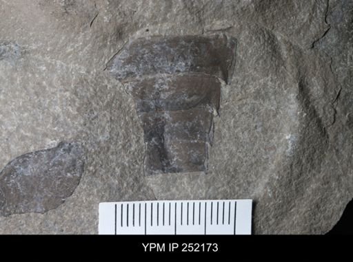 undet. Eurypterida