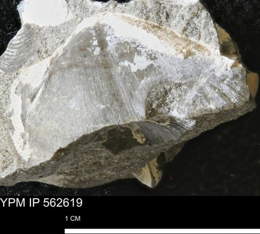 Parallelodon (Cosmetodon) sp.
