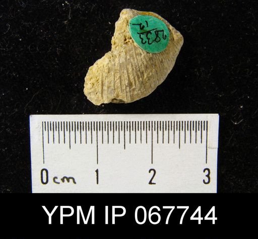 Stropheodonta varistriata
