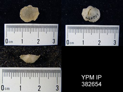 Productella hallana