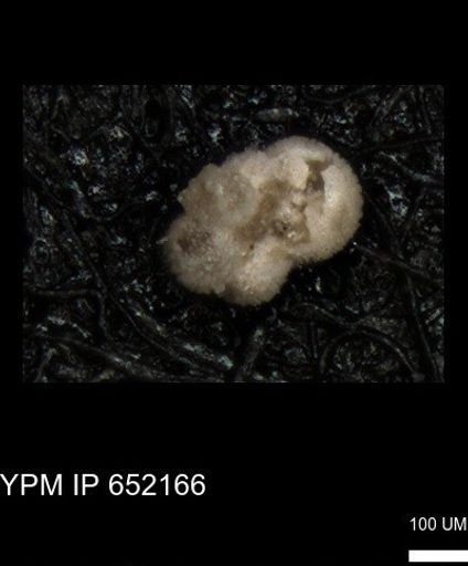 undet. Rugoglobigerinidae