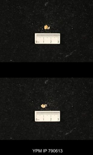 undet. Bryozoa