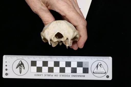Procavia capensis syriaca