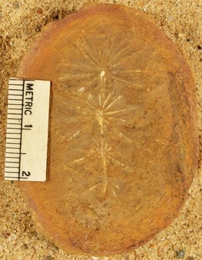 Annularia