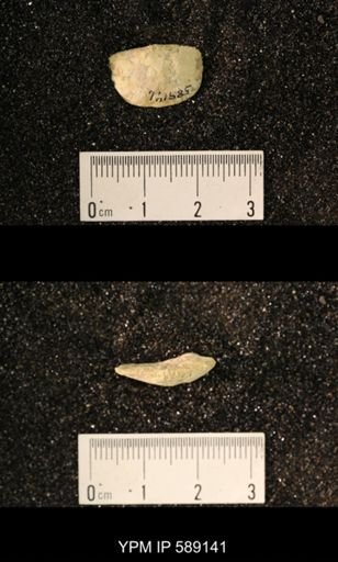 Sowerbyella sp.