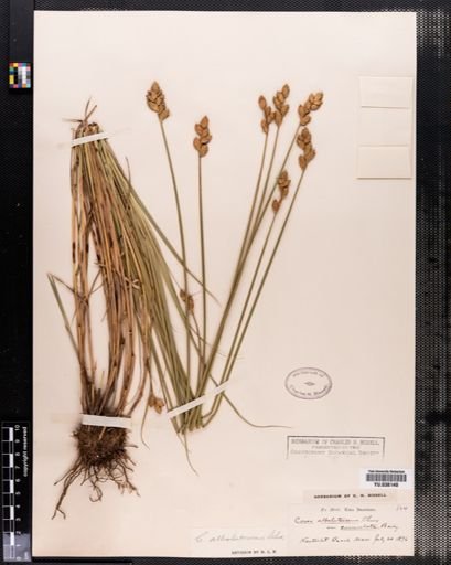 Carex albolutescens
