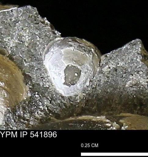 Corbulamella gregaria