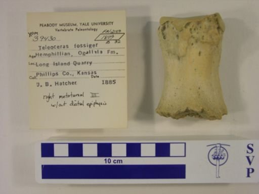 Teleoceras fossiger