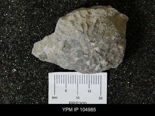 Paleofavosites prolificus