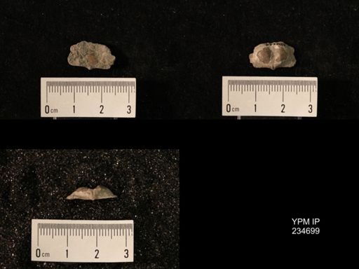 Marginifera splendens