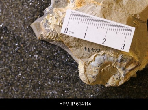 undet. Scaphitidae