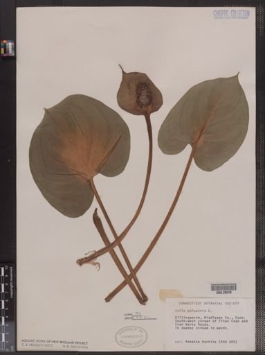 Calla palustris