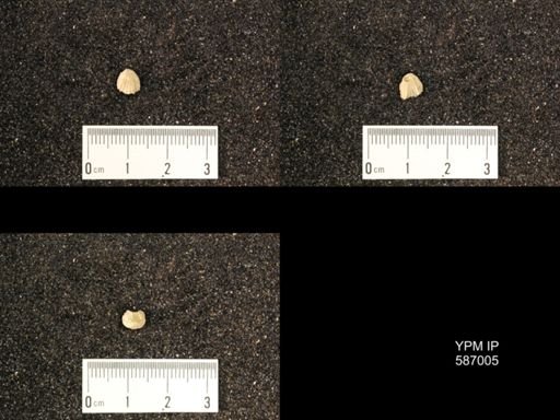 Rhynchotrema anticostiensis