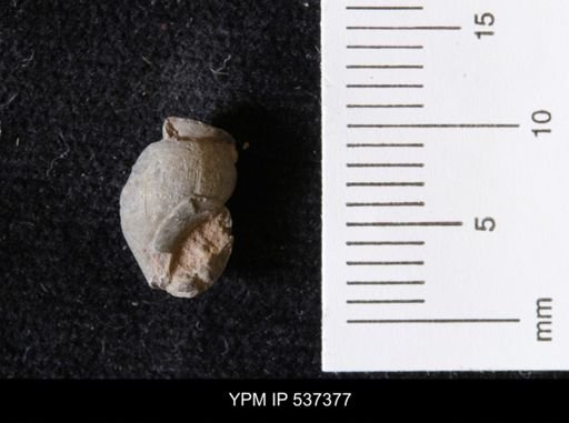 Goniobasis ortmanni