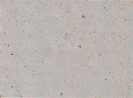 Bacillariophyceae