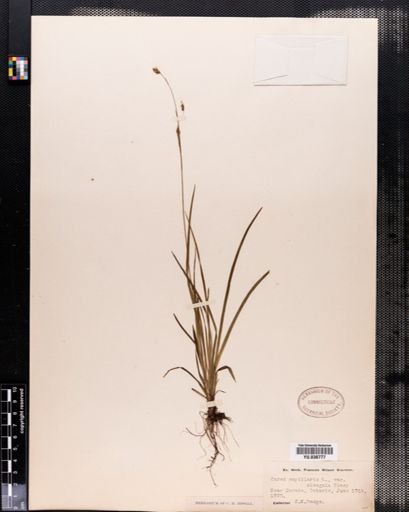Carex capillaris