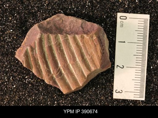 undet. Scaphitidae