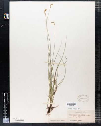 Carex tenera