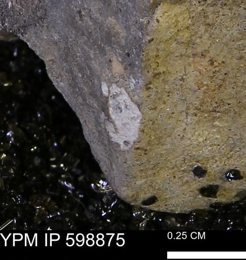 undet. Mollusca