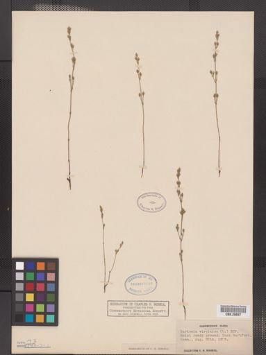 Bartonia virginica