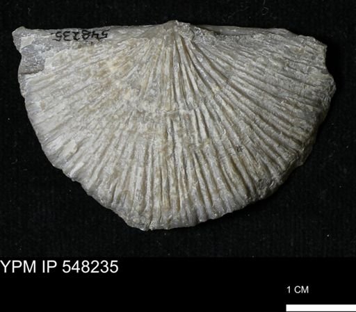 Stropheodonta sp.