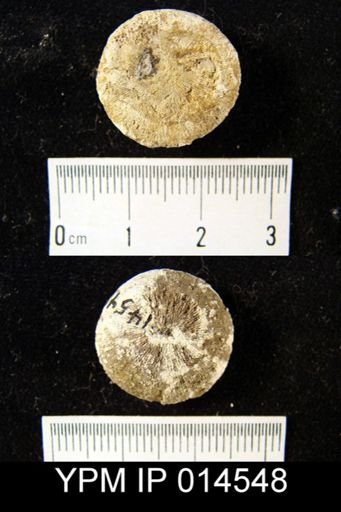 undet. Scleractinia