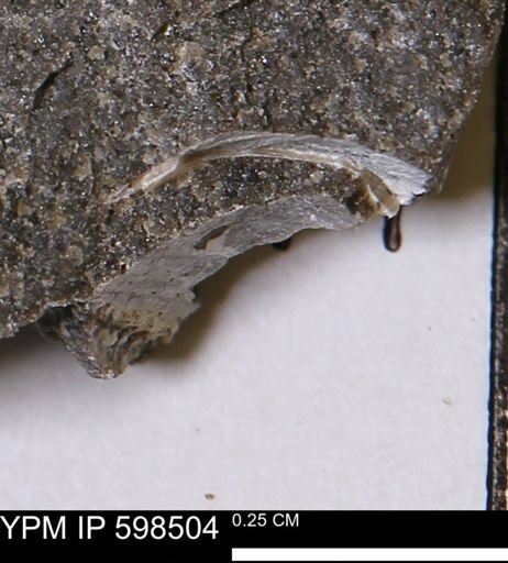 Limopsis striatopunctatus