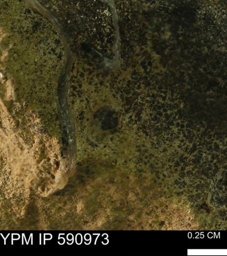 undet. Bivalvia