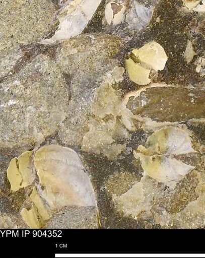 undet. Mollusca
