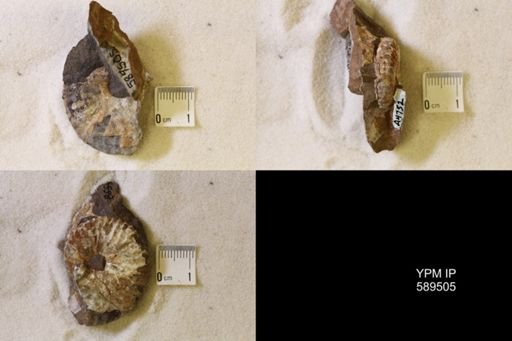 undet. Scaphitidae