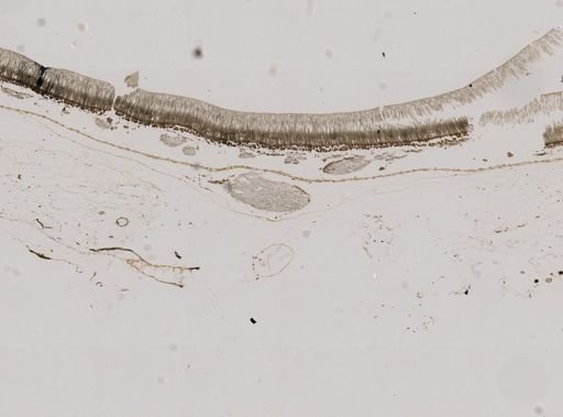 Vampyroteuthis infernalis