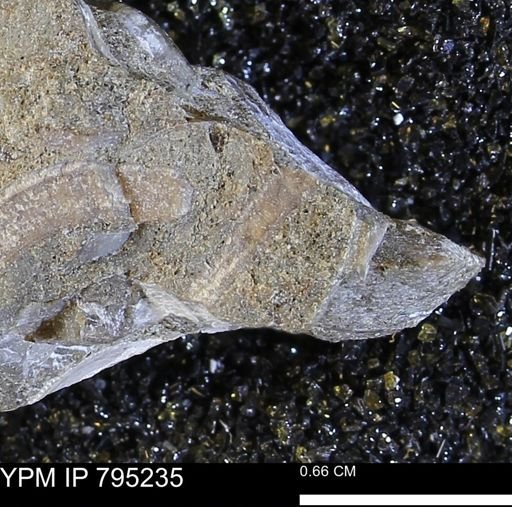 undet. Bivalvia