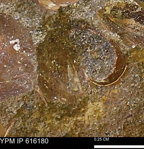 Protocardia subquadrata
