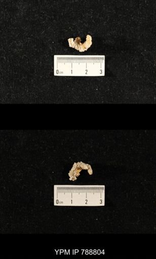 taxon undetermined