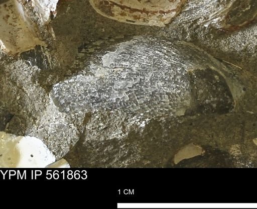 Oxytoma (Hypoxytoma) nebrascana