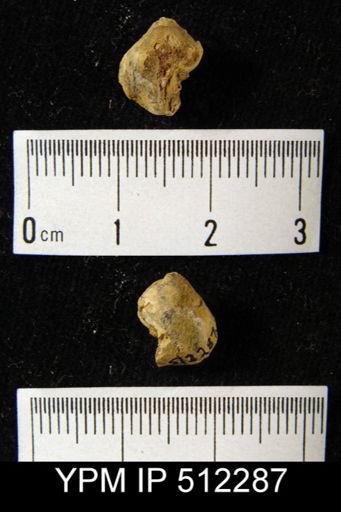Camarophoria explanata