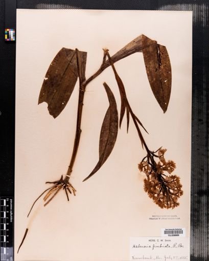 Plantae