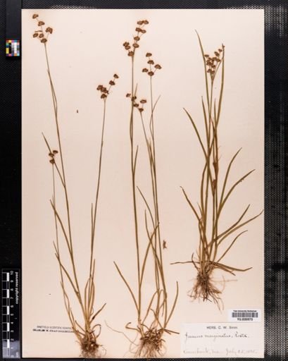 Juncus marginatus