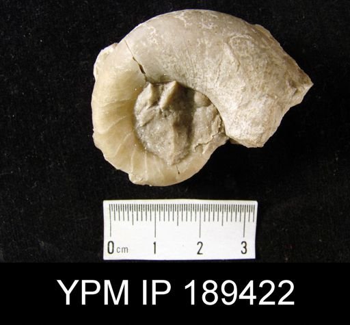 Ptenoceras alatum