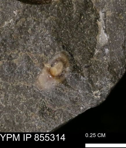 undet. Mollusca