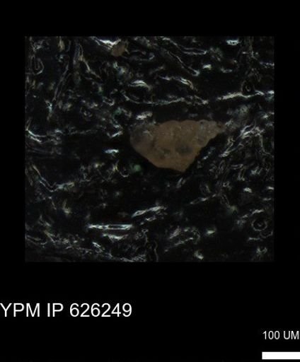Heterohelicidae