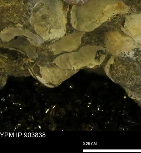 Corbulamella?