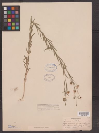 Linum usitatissimum