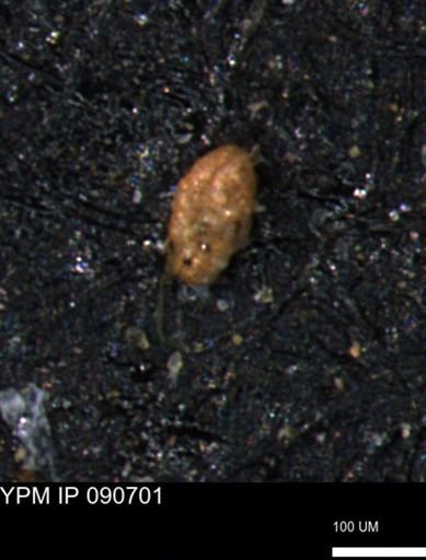 Alveolophragmium linki
