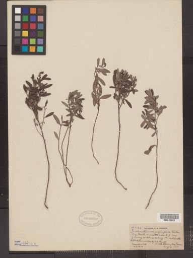 Helianthemum propinquum