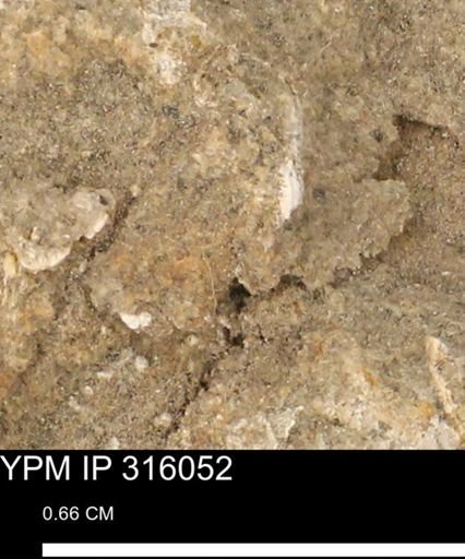 undet. Mollusca