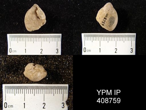 undet. Athyridida