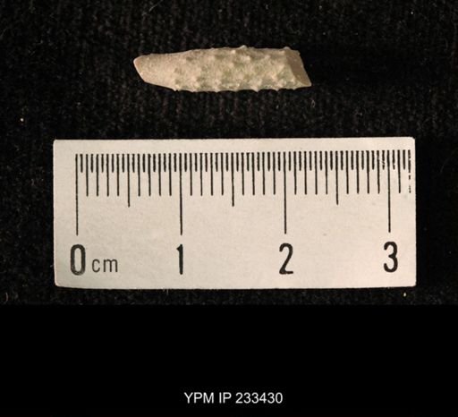 Archaeocidaris sp.