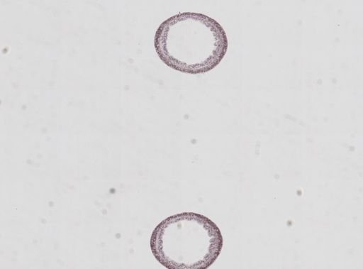 Hydra oligactis