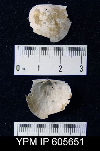 Multicostella sp.